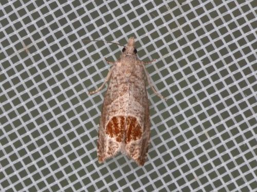 Réf. 343 899 : Notocelia uddmanniana